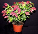 Beloperone Guttata